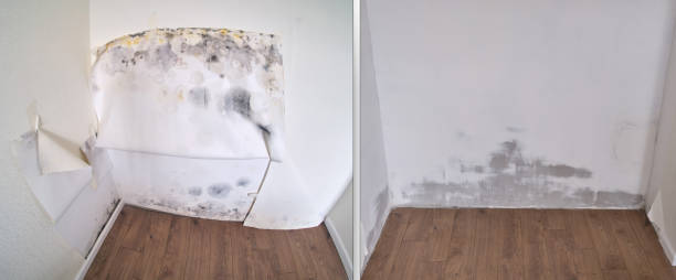 Mold Testing and Removal in Carrollton, IL